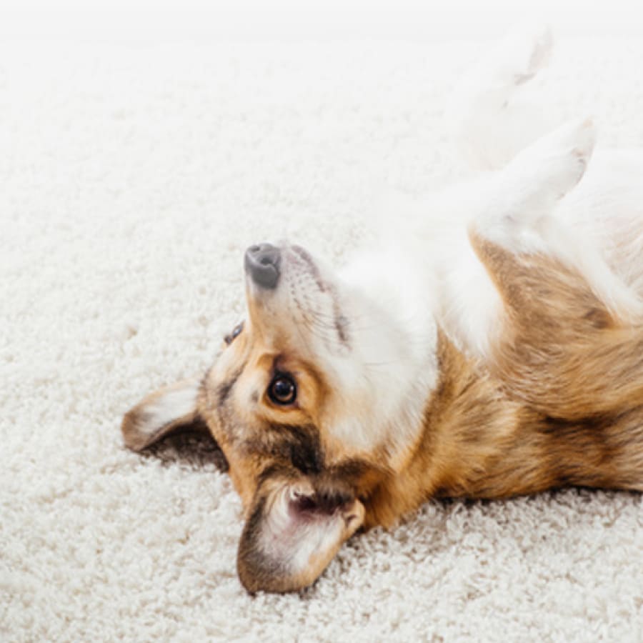 Rug cleaning in San Diego