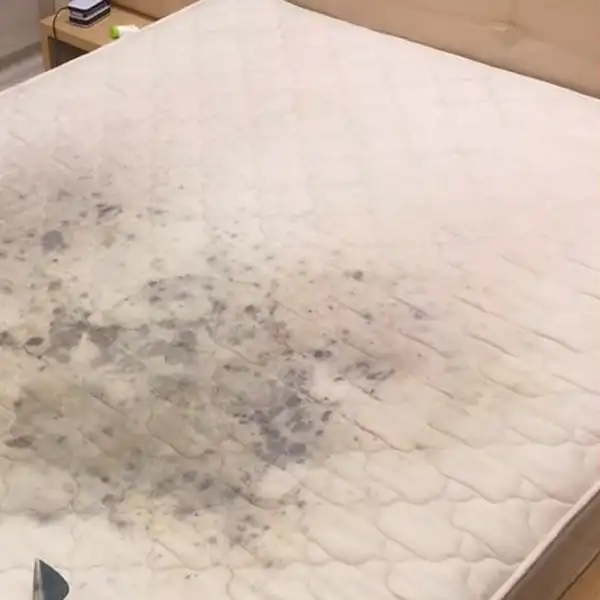 Mold growth on mattress top prior to treatment