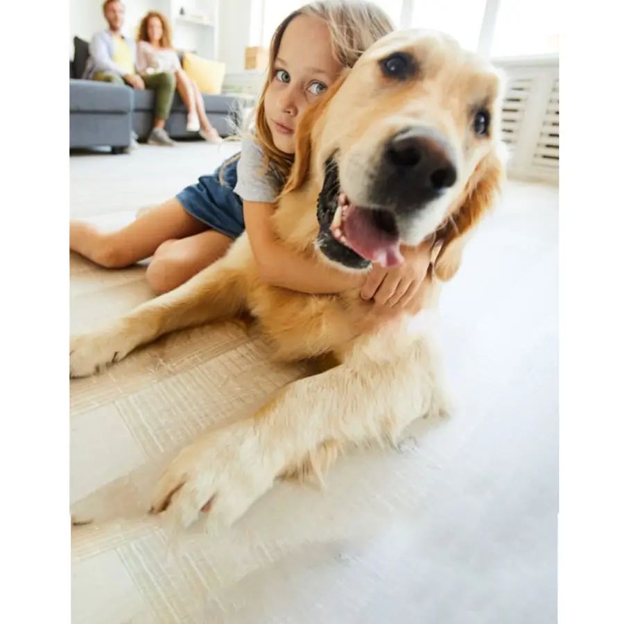 Expert Upholstery Cleaning